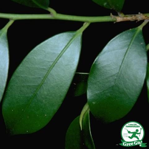 榊 苗木 本榊 ほんさかき 選抜青芽神サカキ 根巻き苗 Tn06 347n999 01 苗木の専門店 グリーンでgo 通販 Yahoo ショッピング