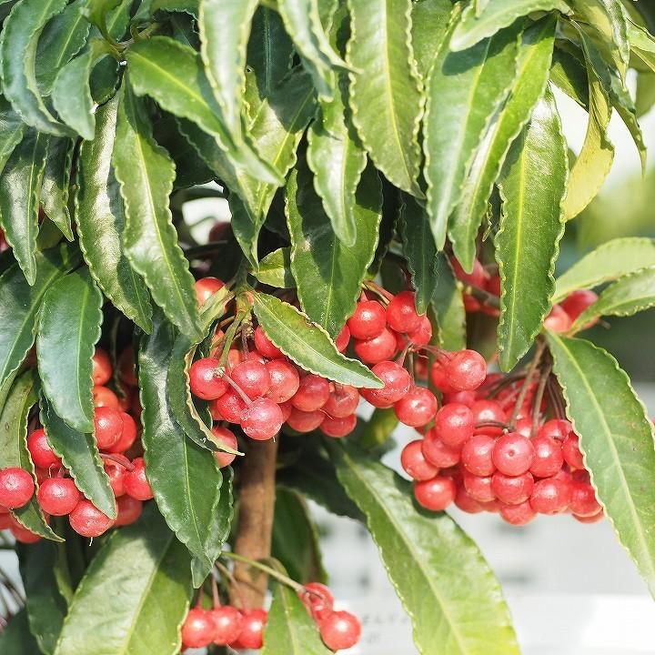 万両 苗 【万両 （まんりょう） 赤実】 ポット苗 : 苗木の専門店