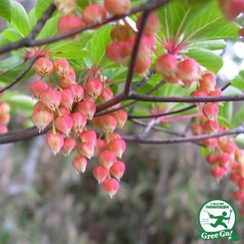 ドウダンツツジ 苗 【ドウダンツツジ 赤花】 根巻き苗 : 苗木の専門店