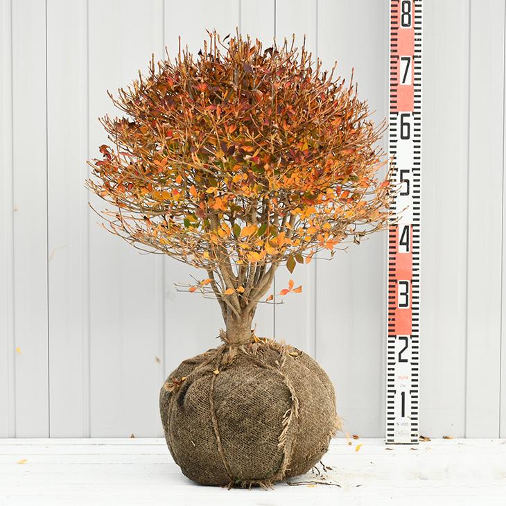 送料無料 ドウダンツツジ 苗 ドウダンツツジ 白花 玉仕立て 約0 7m 根巻き苗 ニーム小袋付き 北海道 沖縄は送料無料適用外です Tn06 356n070 01 Sm 苗木の専門店 グリーンでgo 通販 Yahoo ショッピング