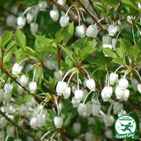 ドウダンツツジ 苗 【ドウダンツツジ 白花】 根巻き苗 : 苗木の専門店