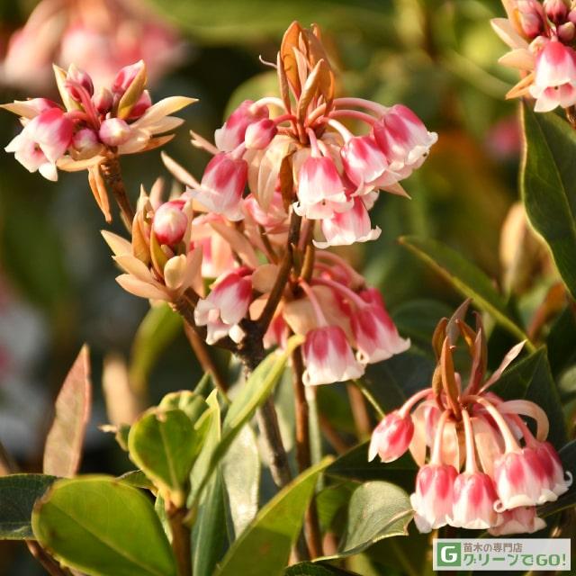 庭木各種　ドウダンツツジ、アセビ（花色ピンク）、ツツジ、オンコ、牡丹（3本くらい花色不明）など。 ドウダンツツジとアセビ（馬酔木）の違い | 優しい雨