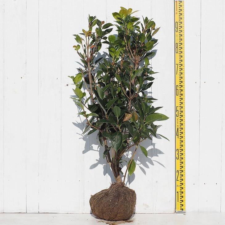 ドウダンツツジ 苗木 8号 6 楽天市場】【現品】ドウダンツツジ 苗木 W70cm×D40cm×H130cm T815《花