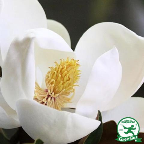 タイサンボク 苗 【リトルジェム （矮性）】 約0.7m ポット苗 : 苗木の