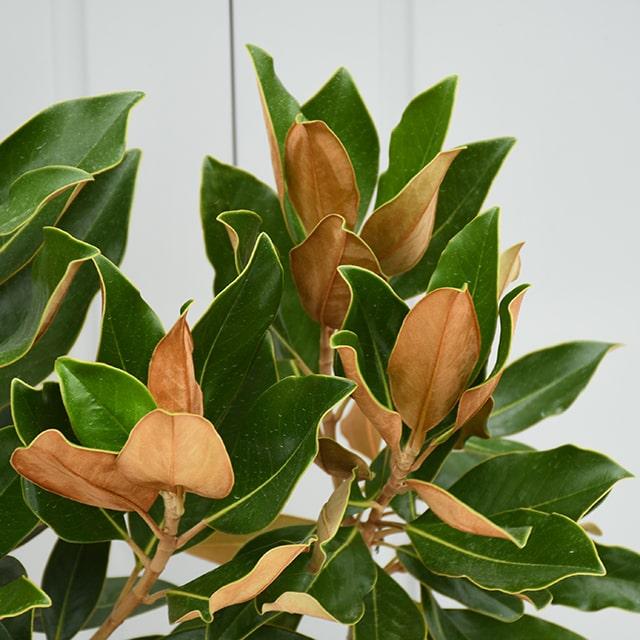 タイサンボク 苗 【リトルジェム （矮性）】 約0.7m ポット苗 : 苗木の