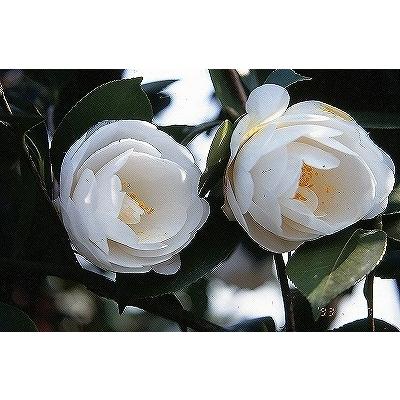 椿 苗 【白牡丹 中部 （はくぼたん ちゅうぶ） 中輪咲き】 2年生