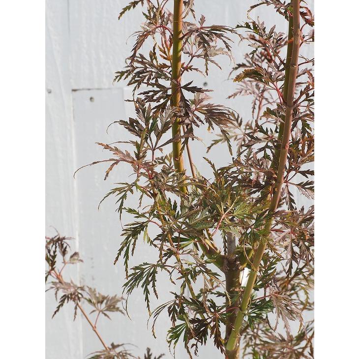 もみじ 苗木 【青竜 （せいりゅう）】 約1.0m 根巻き苗 : 苗木の専門店