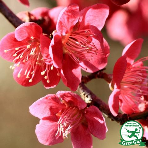 拍子木 音頭 お祭り 赤梅の木 拍子木 音頭 お祭り 赤梅の木