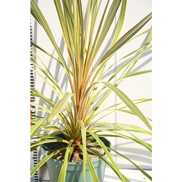 観葉植物 コルジリネ 苗 【トーベイダズラー （斑入り）】 ポット苗 