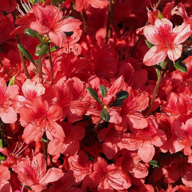 ツツジ 苗木 販売 【久留米ツツジ 飛龍の舞 （ひりゅうのまい）】 4号