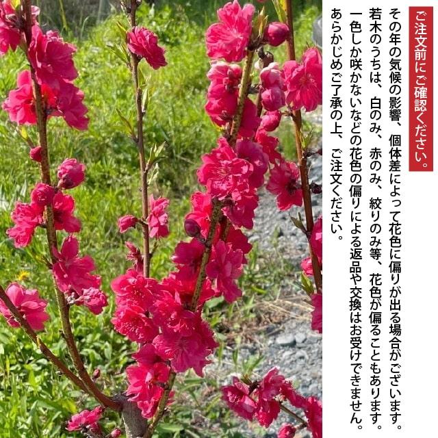 花桃 苗 【3色咲きの花桃 源平枝垂れ桃（げんぺいしだれもも