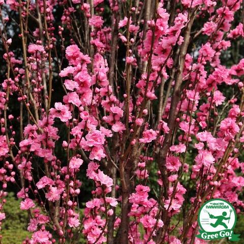 ④ 花桃　花もも　枝垂れ　ピンク　実性苗　花苗　花苗木 楽天市場】2024年4月中旬開花 菊桃 枝垂れ桃 苗木 花桃桃花 : 園芸