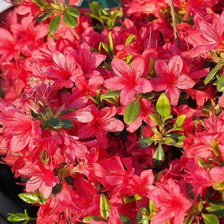 ツツジ 苗木 販売 久留米ツツジ 今猩々 いましょうじょう 4号ポット苗 Tn06 379n04p 01 苗木の専門店 グリーンでgo 通販 Yahoo ショッピング