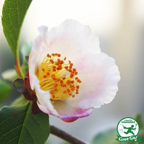 シャラノキ 苗 夏椿 夜明け前 ピンク花 ポット苗 Tn06 387n090 01 苗木の専門店 グリーンでgo 通販 Yahoo ショッピング