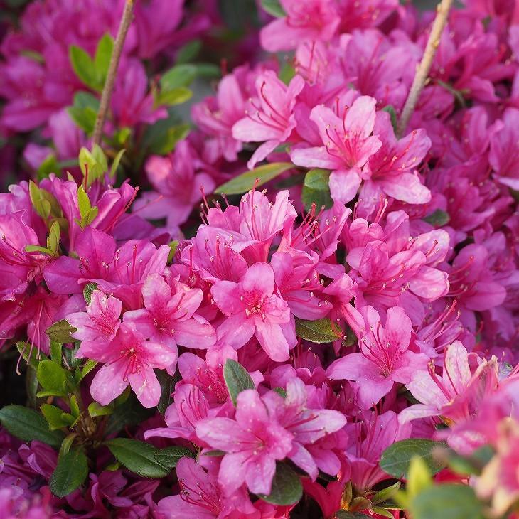 ツツジ 苗木 販売 久留米ツツジ 裾濃の糸 すそのうのいと 4号ポット苗 Tn06 3n04p 01 苗木の専門店 グリーンでgo 通販 Yahoo ショッピング