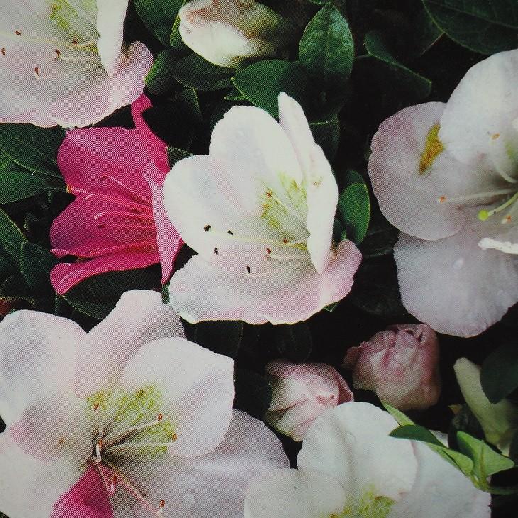 さつき 苗 【一生の春 （いっしょうのはる）】 4号ポット苗 : 苗木の