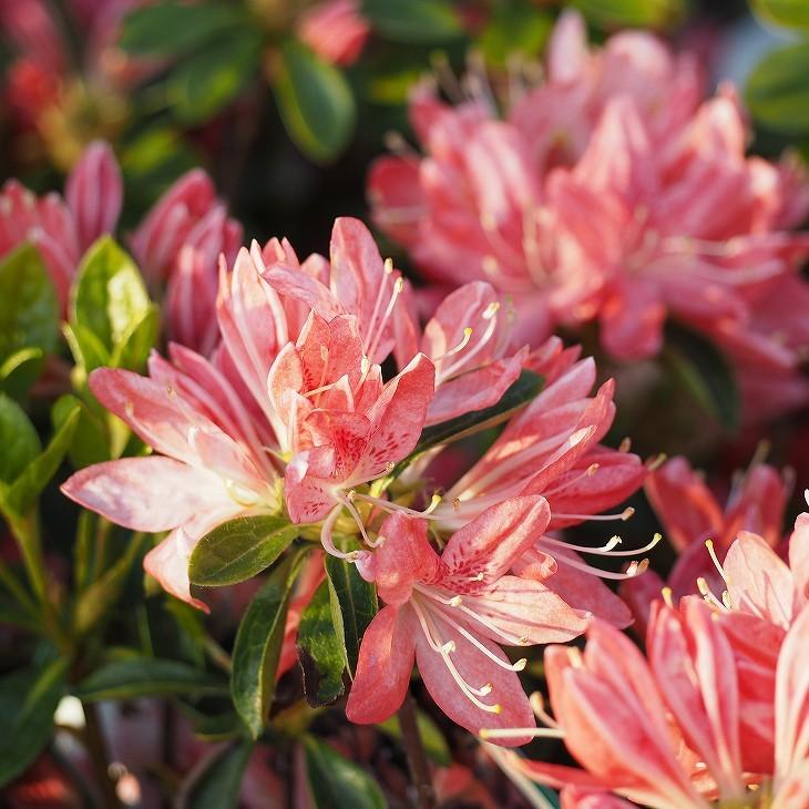 ツツジ 苗木 販売 久留米ツツジ キンコウカ 4号ポット苗 Tn06 399n04p 01 苗木の専門店 グリーンでgo 通販 Yahoo ショッピング