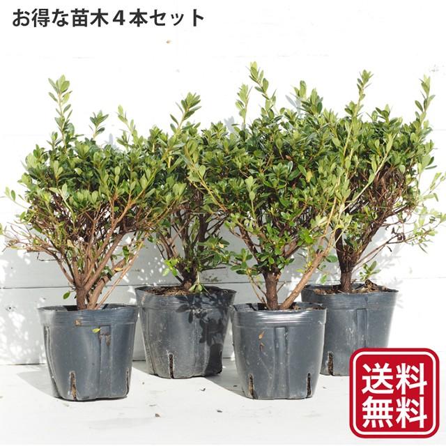 送料無料 ツツジ 苗木 販売 吉野ツツジ 4号ポット苗 4本セット 北海道 沖縄は送料無料適用外です Tn06 407n04p 01 4set 苗木の専門店 グリーンでgo 通販 Yahoo ショッピング