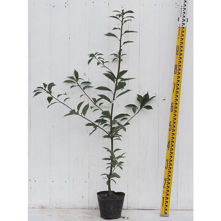 どんぐりのき 苗 アラカシ 1年生 実生苗 Tn06 537n001 01 苗木の専門店 グリーンでgo 通販 Yahoo ショッピング