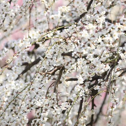 花梅 苗 【白花 しだれ梅】 3年生 約1.7m 根巻き苗 : 苗木の専門店