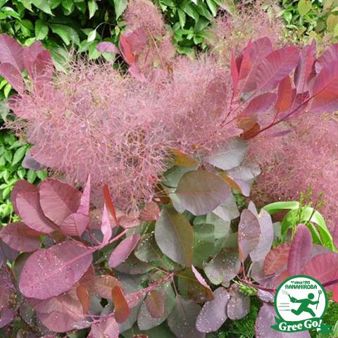 スモークツリー 苗 グレース 赤紫色 約0 3m 挿し木苗 Tn06 567s030 01 苗木の専門店 グリーンでgo 通販 Yahoo ショッピング