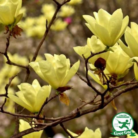 モクレン マグノリア 苗 【エリザベス （黄花）】 根巻き大苗 : 苗木の