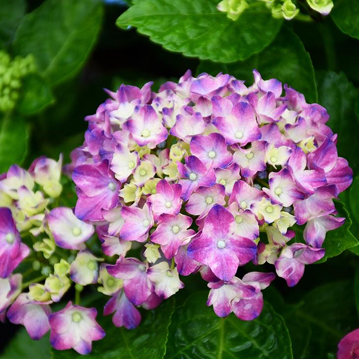 アジサイ ハイドランジア シティライン 苗 アムステルダム 5号ポット苗 Tn06 619n001 01 苗木の専門店 グリーンでgo 通販 Yahoo ショッピング