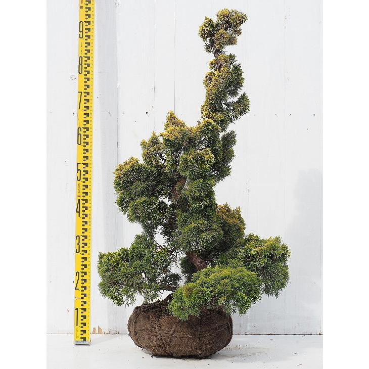 特売 現品発送 コニファー 苗 黄金真柏 おうごんしんぱく 直立性 約0 9m 根巻き苗 在庫有 Www Maxipiso Com Ar