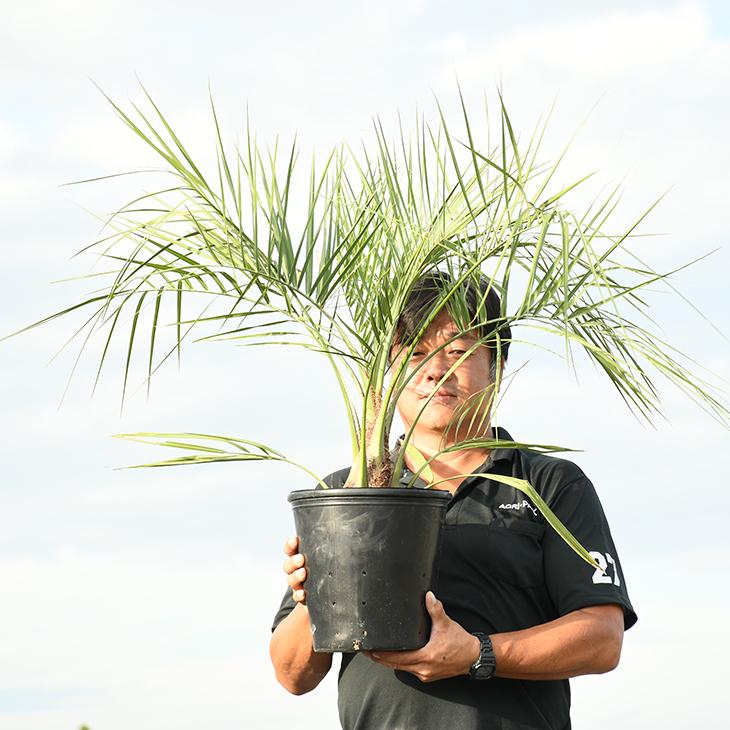 ヤシ 苗木 【ヤシの木 ココスヤシ】 約0.7m ポット苗 : 苗木の専門店