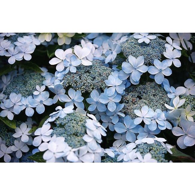 アジサイ 苗 ガーデンアジサイ 森の泉 もりのいずみ 5号ポット苗 Tn06 651n001 01 苗木の専門店 グリーンでgo 通販 Yahoo ショッピング