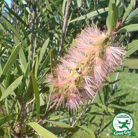 送料無料 キンポウジュ 苗 ピンクシャンペン 5号ポット苗 激安挑戦中 沖縄は送料無料適用外です 北海道 ニーム小袋付き