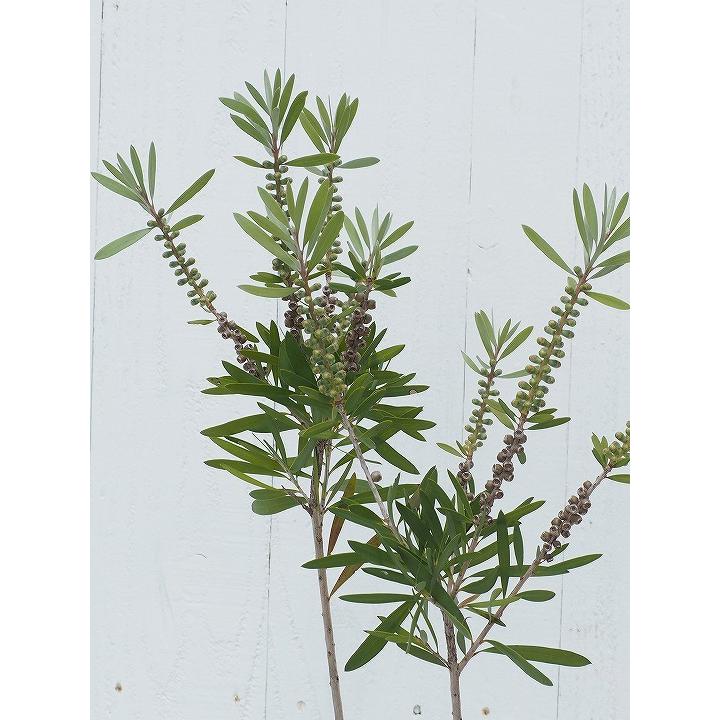 送料無料 キンポウジュ 苗 ピンクシャンペン 5号ポット苗 激安挑戦中 沖縄は送料無料適用外です 北海道 ニーム小袋付き