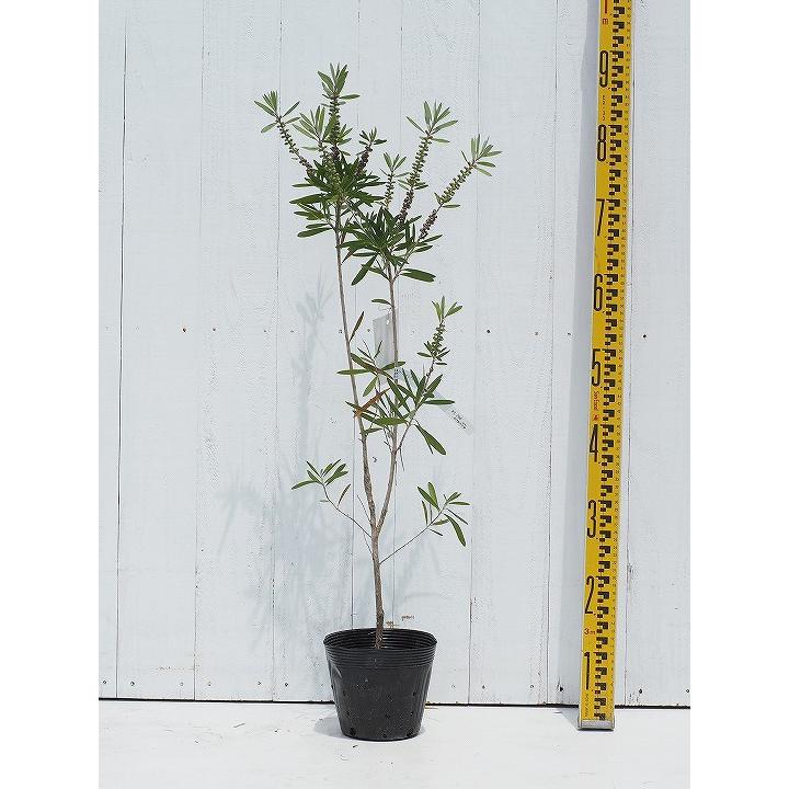 送料無料 キンポウジュ 苗 ピンクシャンペン 5号ポット苗 激安挑戦中 沖縄は送料無料適用外です 北海道 ニーム小袋付き