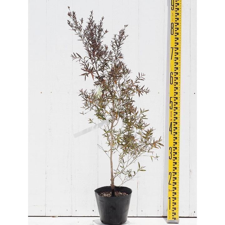 メラレウカ ティーツリー 苗 スタリーナイト 5号ポット苗 Tn06 6n001 01 苗木の専門店 グリーンでgo 通販 Yahoo ショッピング