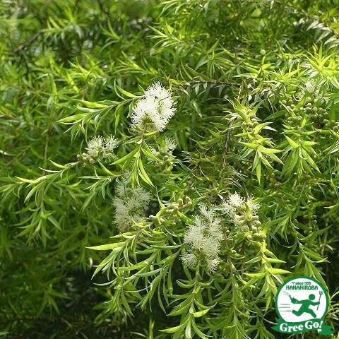 メラレウカ ティーツリー 苗 【レボリューションゴールド】 幼苗