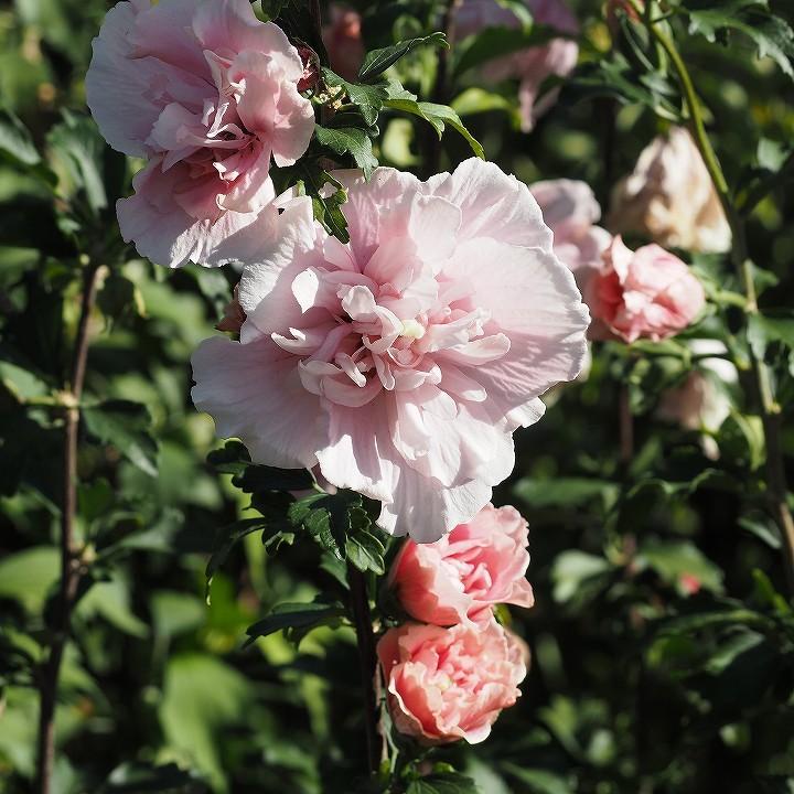 ムクゲ 苗 ピンクシフォン ポット苗 Tn06 751n05p 01 苗木の専門店 グリーンでgo 通販 Yahoo ショッピング