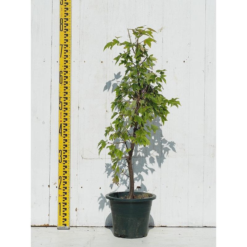 トウカエデ 花散里 ハナチルサト 鉢植え Tn06 801t070 01 苗木の専門店 グリーンでgo 通販 Yahoo ショッピング