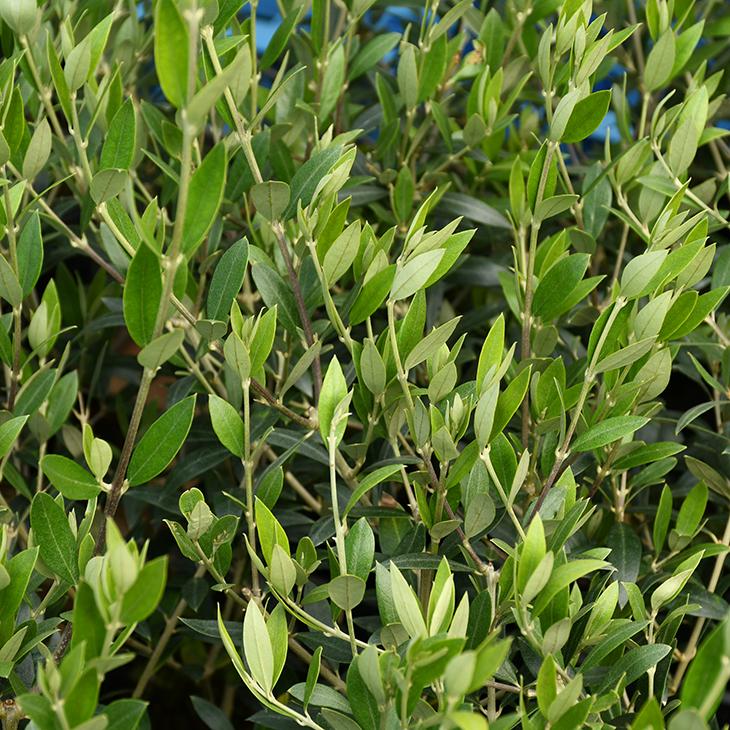 オリーブの木 苗木 【セントキャサリン】 約1.1m 3年生 ポット苗