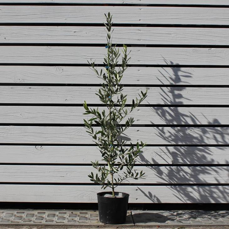 オリーブの木 苗木 【パラゴン】 約1.0m 3年生 ポット苗 : 苗木の専門