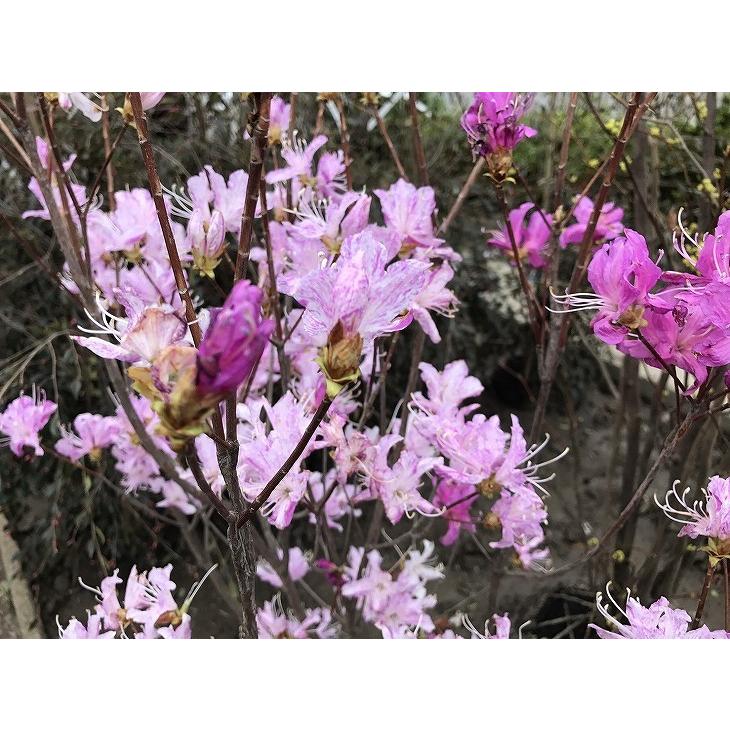 ミツバツツジ 苗木 【富士の輝き 富士絞りの早咲き品種 （ふじしぼり