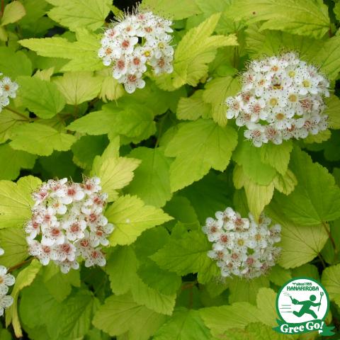 テマリシモツケ 苗 ダーツゴールド ポット苗 Tn06 0n050 01 苗木の専門店 グリーンでgo 通販 Yahoo ショッピング