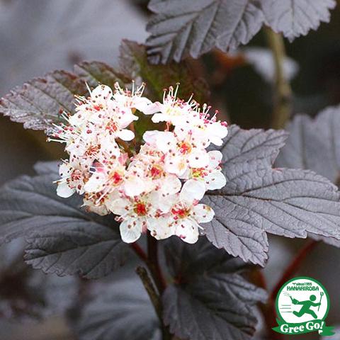 テマリシモツケ 苗 ポット苗 Bibiana Com Br