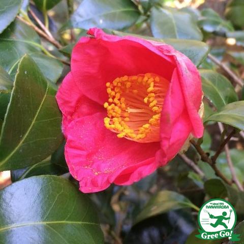 椿 苗木 接木苗 【紅妙蓮寺 （べにみょうれんじ）一重咲き】 2年生