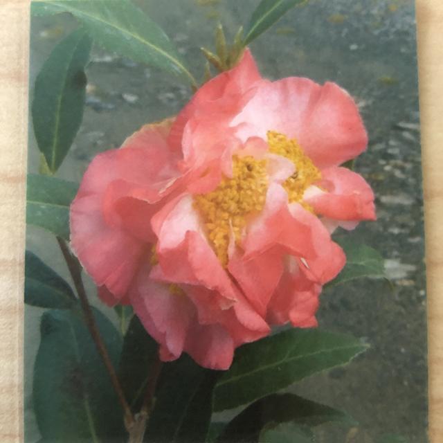 椿 苗木 接木苗 【花芙蓉 （はなふよう）八重咲き】 2年生 接ぎ木苗