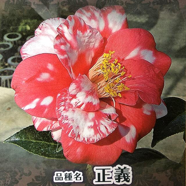 椿 苗木 接木苗 【正義 （せいぎ）八重咲き】 2年生 接ぎ木苗 : 苗木の