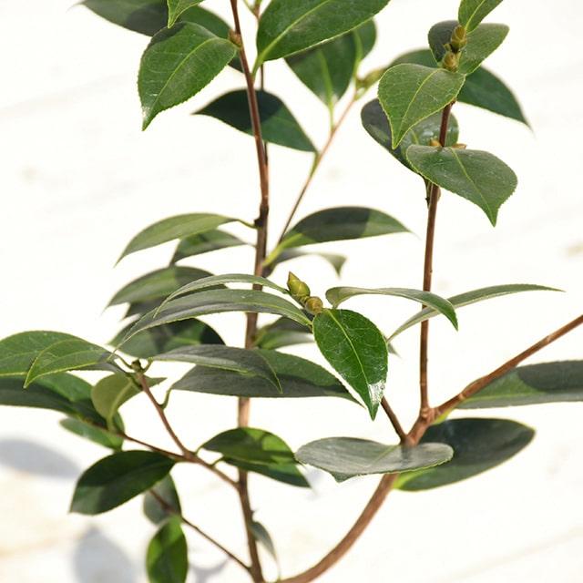 椿(ツバキ)接木苗　利休 椿 苗 利久 接木 白鉢植え 開花 2〜4月頃 : 苗木部 花ひろばオンライン