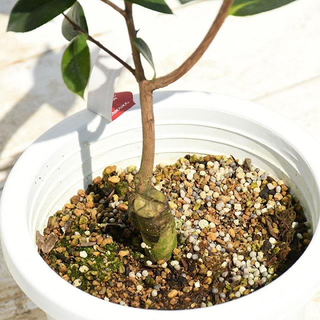 椿(ツバキ)接木苗　利休 椿 苗 利久 接木 白鉢植え 開花 2〜4月頃 : 苗木部 花ひろばオンライン