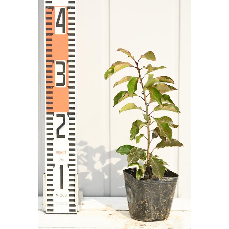 ソヨゴ 苗 【ソヨゴ （オス）】 幼苗 : 苗木の専門店 グリーンでGO