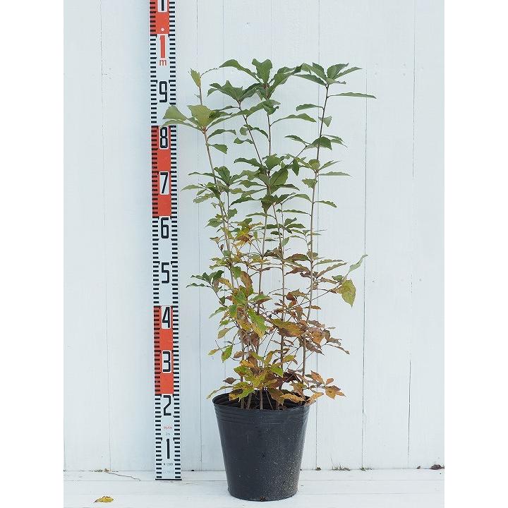 コナラ 苗 【コナラ】株立ち ポット苗 : 苗木の専門店 グリーンでGO