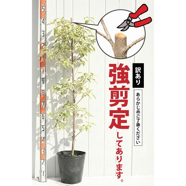 ◇訳あり 在庫処分◇ ◇強剪定済◇ ヤマボウシ 苗 【斑入り常緑